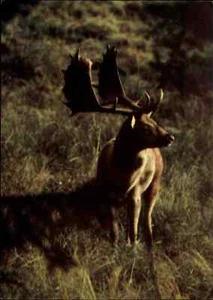Postal de donación de albergue juvenil motivo animales DAMWILD ciervo salvaje postal - Imagen 1 de 2