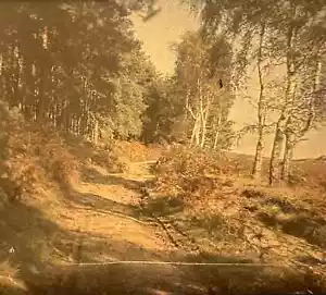 Autochrome plaque de verre vue stéréoscopique"Sous-bois" circa 1920 - Picture 1 of 2