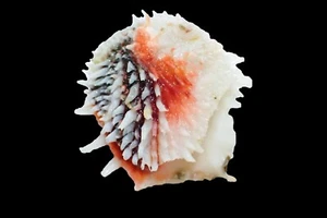 Tatskieshells- Chama dunkeri - 35mm - Picture 1 of 3