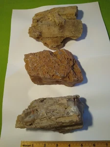 Premium Oregon Limb Casts. Over 5-3/4 lbs. total weight. - Picture 1 of 15