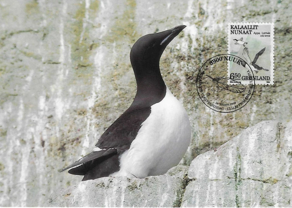  Guillemot Bird Uria Aalge Groenlandia Como Nuevo Maxi FDC 1989 Foto 1 de 1