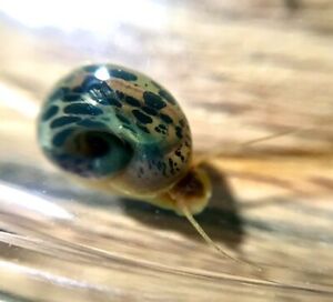 x5 Leopard Ramshorn Snails(mixed ages - they will grow)! Clean Up Crew