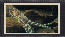 SOUTHERN BLUE-RINGED OCTOPUS - 35 + year old English Tobacco Card # 10