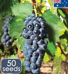 50 Large Concord Grapes Seeds Tree Vine RARE grape Seed Big Fruit Heirloom Wine - Bild 1 von 3