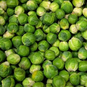 Brussel Sprouts Long Island Seeds 300+ Vegetable NON-GMO HEIRLOOM FREE SHIPPING - Picture 1 of 2