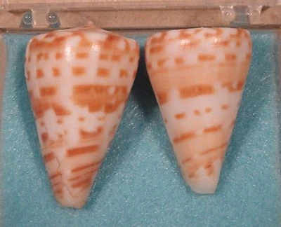 Conus Advertex 2 Shells 31+35mm Cape Moreton,E. Australia 80 fathoms - Image 1 of 4