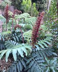 Melianthus major (20 Graines /Seeds)