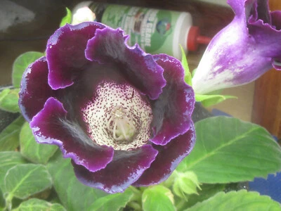 Gloxinia Seeds (2024) : Sinningia speciosa hyb. Red, Purple, White, Pink, or Mix - Image 1 of 4