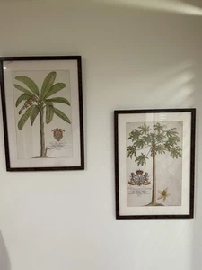 Set Of 2 G.D. Ehret. delin & Sculp Botanical Plates 15 & 16. Ballard Design - Bild 1 von 7
