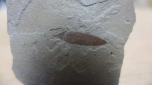 GEOLOGICAL ENTERPRISES Eocene Fossil plant Mimosites coloradensis Colorado - Picture 1 of 4