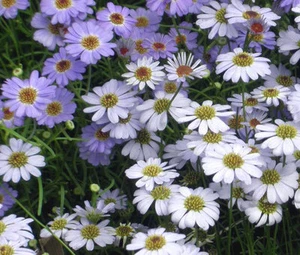 BRACHYCOME MIXED COLORS Brachycome Iberidifolia - 500 Bulk Seeds - Picture 1 of 1