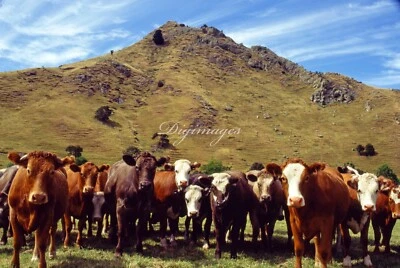 Fondo de pantalla de fondo fotográfico real imagen digital 4K. Vacas curiosas en Nueva Zelanda Foto 1 de 4