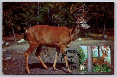 #3899d Northeast Deciduous Forest White-tailed Deer FDC Maxi Card - Image 1 of 2