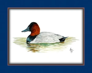 Canvasback Duck Wildlife Canvas Art Print Various Border Matting Colors - Picture 1 of 14