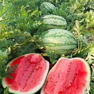 40pcs Watermelon Seeds Melon Organic Fruit Seasonal Sowing ♢ - Picture 1 of 20