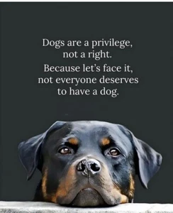 Funny dog refrigerator magnet 3 1/2 x 4 1/2 - Bild 1 von 1