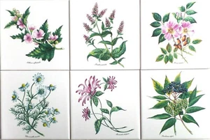 Botanical 4,25" x 4,25" Keramikfliesen Kräuter 6er Set Ofen gebrannt Tee Kräuter - Bild 1 von 6