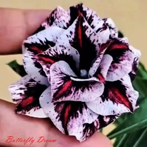Adenium Obesum Desert Rose Seeds 'Butterfly Dream' 5 seeds for $11.45 - Picture 1 of 1