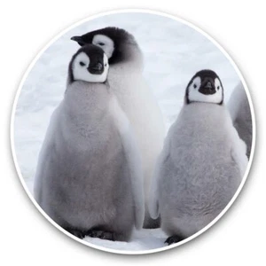 2 x Vinyl Stickers 20cm  - Five Emperor Penguin Chicks Antarctica  #45027 - Picture 1 of 8