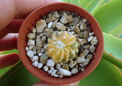 ASTROPHYTUM ASTERIAS 'KIKKO'  VARIEGATA cactus copiapoa ariocarpus kakteen B - Photo 1/4