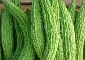 10 Green Skin Long Bitter Gourd seeds Bitter melon Seeds Ku Gua Seeds 2022 - Picture 1 of 2