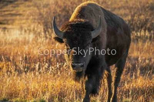 Wyoming Buffalo Photograph Grand Teton National Park Wildlife Canvas Wrap - Picture 1 of 7