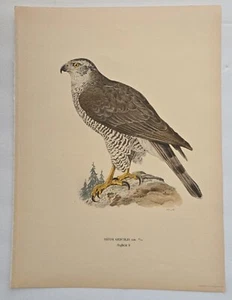 Antique Bird Print - 1920 Scandinavian Chromolithograph-Astur Gentilis- Bird - Picture 1 of 7