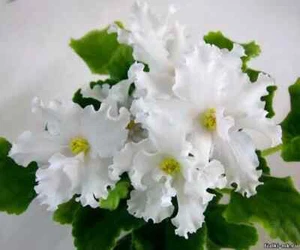 African Violet " RM - Belyye Parusa " 2 Blätter Usambaraveilchen. - Bild 1 von 1