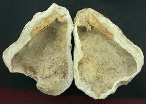 Pair Of Two Coral Fossil Fossilized Prehistoric  Slice Specimen Gem Gemstone #1 - Picture 1 of 2