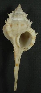 MUREX KIIENSIS 76.31mm BEAUTIFUL RARE SPECIMEN off S.W. Kaohsiung, Taiwan - Picture 1 of 2