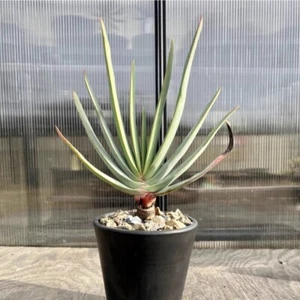 8CM Succulent Aloe Plant Aloe Kumara Plicatilis Liliaceae Home Garden Beautiful - Bild 1 von 19