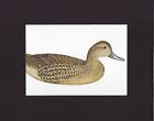 8X10" Matted Print Art Picture Wooden Duck Decoy: Common Pintail, Female