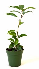 Camphor Tree Cinnamomum camphora  4" Pot Gift Holiday Rare Non GMO Hardy Mature