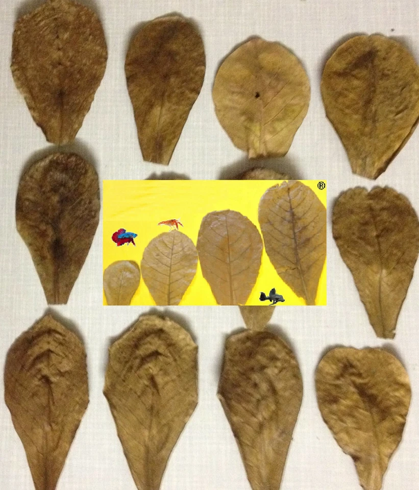 10 Seemandelbaumblätter 5cm - 9cm Nano Garnelen Welse Kampffische Blitzversand - Bild 1 von 1