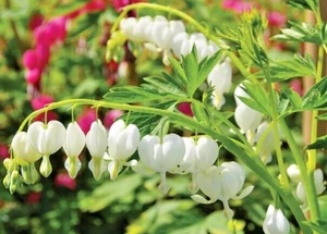 Bleeding Heart Alba Dicentra spectabilis - XXL Large 3L Pot Flowering Perennial - Picture 1 of 13