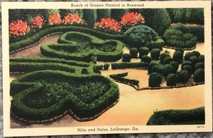 Lagrange Georgia Hills and Dales BUNCH OF GRAPES BOXWOOD Postcard Vintage - Picture 1 of 2