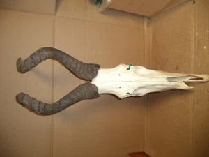 HARTEBEEST Skull Large/Real 22" horns Decor/Hunting Lodge/Odditie - Picture 1 of 8