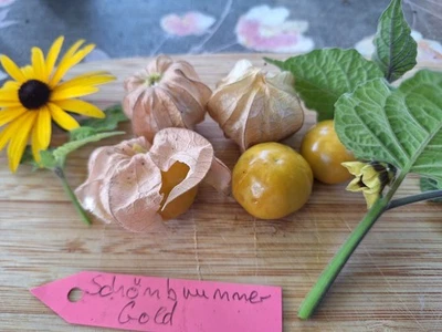 Physalis Sorte: Schönbrunner Gold - Bild 1 von 4