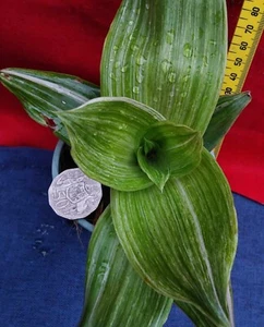 Callisia Fragrans: #1 - The Beautiful Basket Plant - Creeping Herbaceous Plant - Picture 1 of 5