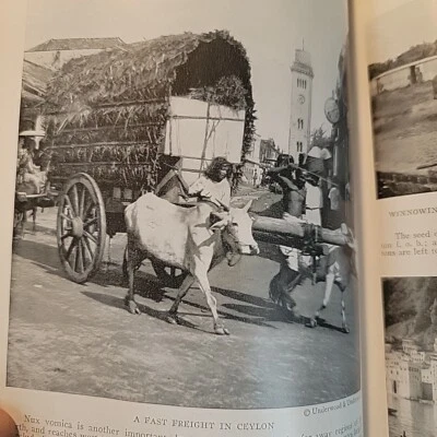 National Geographic Magazine 1917 July - December Book Antique Library Edition  - Image 1 of 4