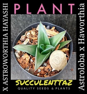 X ASTROWORTHIA HAYASHI Haworthia and Astroloba HYBRID succulent Cactus Cacti col - Picture 1 of 3