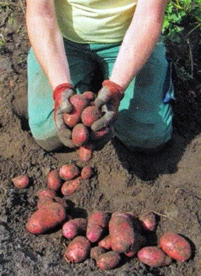 ***BIO-KARTOFFELN, LINDA, LAURA UND MEHR, BIOHOF KLÜMPER, BIOLAND*** - Bild 1 von 4