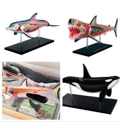 4D Maestro Animales Marinos Anatomía Modelo Montado Asesino Ballena Tiburón Delfín Decoración Foto 1 de 4
