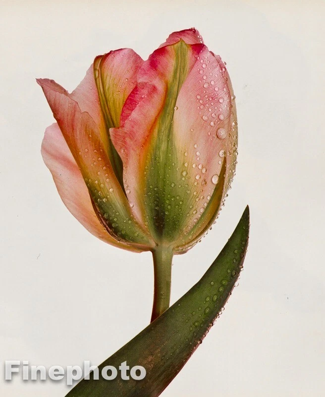 1980 年复古 IRVING PENN 植物花 TULIP 精美照片雕刻艺术 12X16 — 第 1/1 张图片