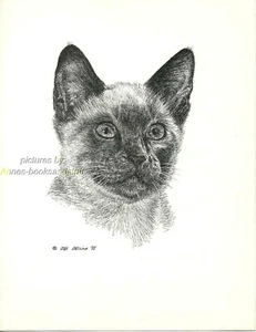 #60 SEAL POINT SIAMESE portrait cat art print * pen & ink drawing by Jan Jellins - Picture 1 of 1