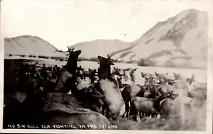 POSTKARTE RPPC STIER ELCH KÄMPFT IN DEN TETONS WYOMING - Bild 1 von 2