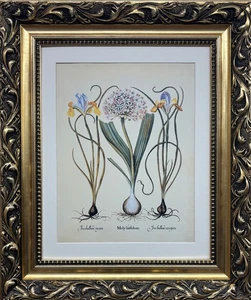 Impresión de arte botánico Basilius Besler "Iris Bulbosas & Moly Latifolium" nueva - Imagen 1 de 3