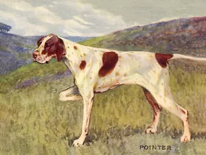 POINTER CHARMING DOG GREETINGS NOTE CARD BEAUTIFUL DOG IN RURAL SETTING - Foto 1 di 1