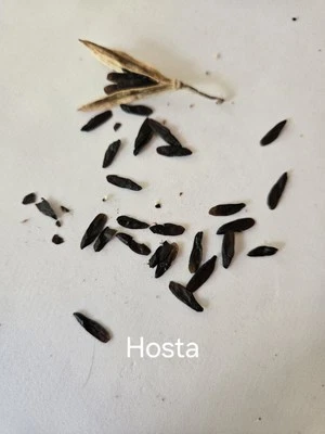 25 piezas Semillas Hosta mezcla de colores y forma de hoja 25+ semillas perennes Foto 1 de 3