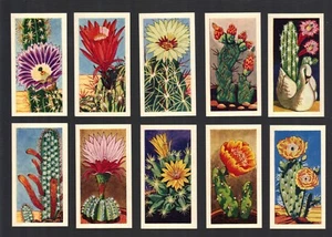CIGARETTE/TRADE/CARDS. Lamberts of Norwich. CACTI. (1962). (Complete Set of 25). - Picture 1 of 1